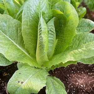 Parris Island Cos Romaine Lettuce