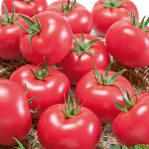 Porter's Pride (Improved Porter) Tomato