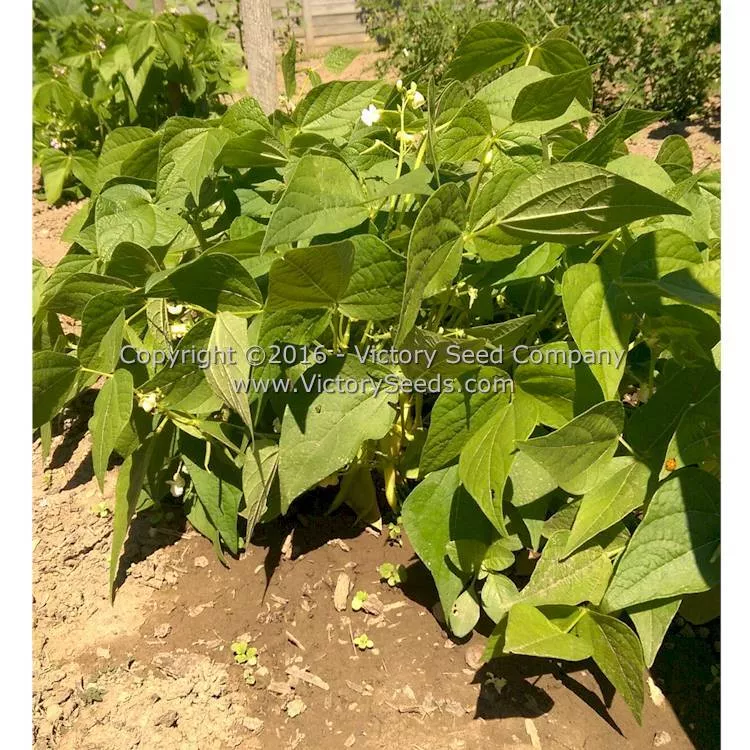 Golden Wax Improved (aka Topnotch) Bush Snap Garden Bean