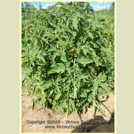 Abu Rawan Tomato