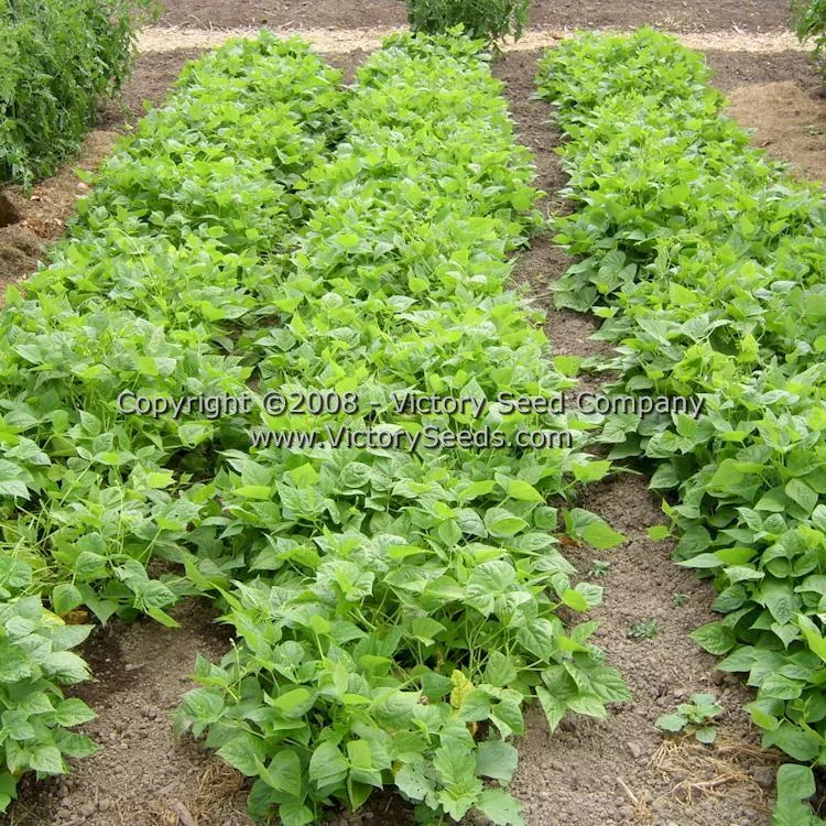 Promise (or 1898) Half Runner Bush Green Bean