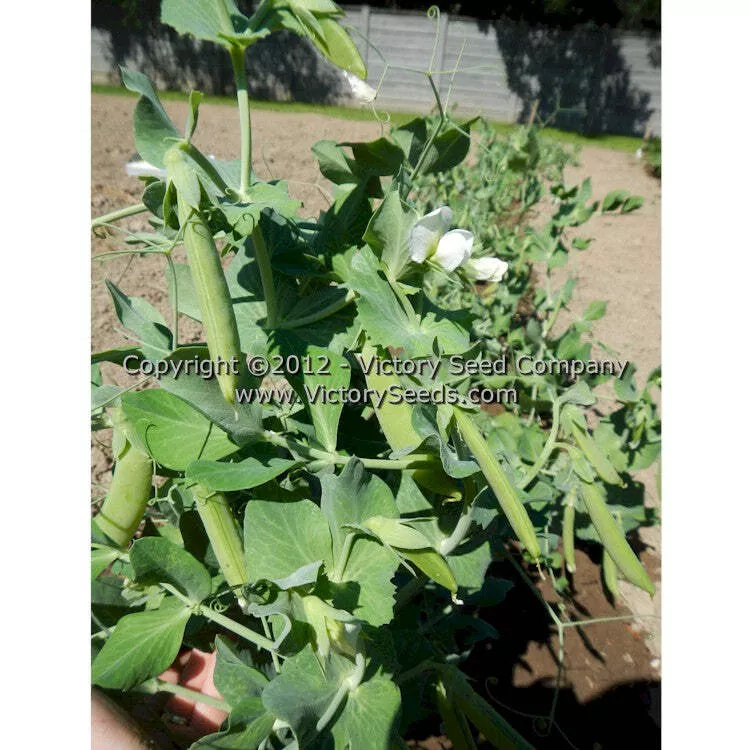 Cascadia Snap Pea