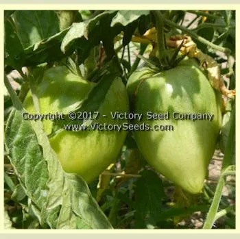 Yugo Roze Tomato