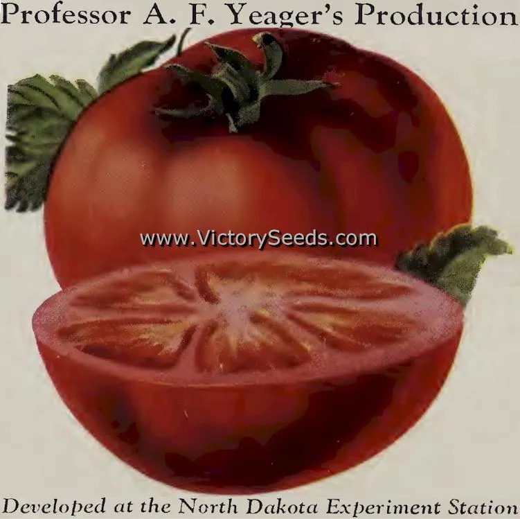 Bison Tomato