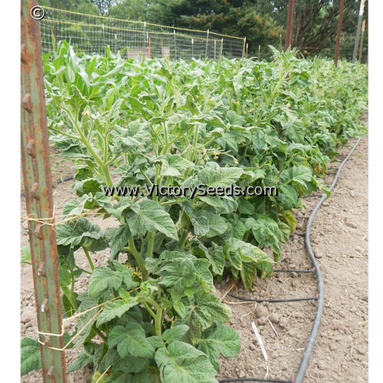 Dwarf Maura's Cardinal Tomato