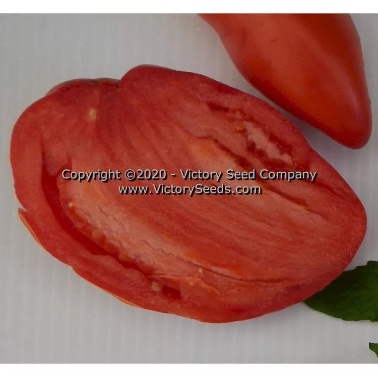 Antique Roman Tomato