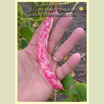 Petaluma Gold Rush Garden Bean