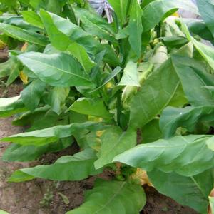 Tofta Tobacco