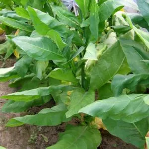 Tofta Tobacco