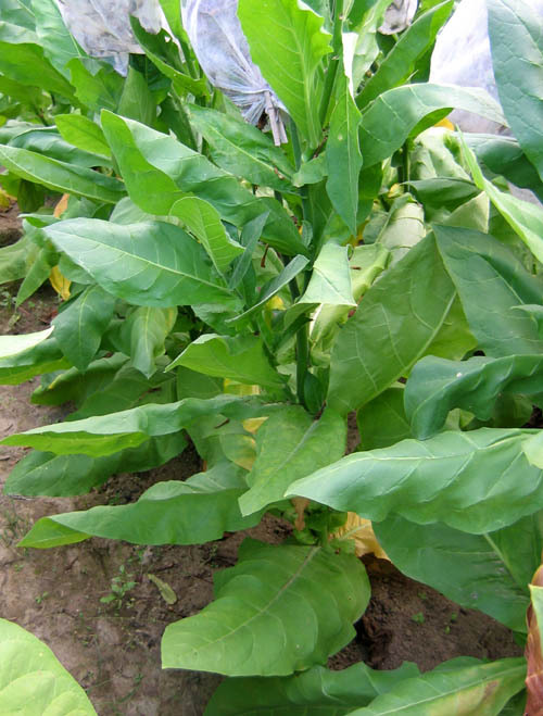 Tofta Tobacco