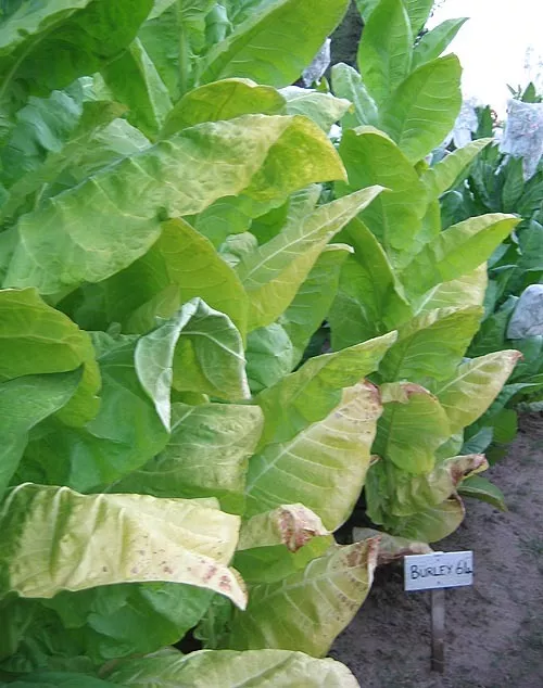 Burley 64 Tobacco
