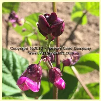 Royal Burgundy Bush Garden Bean