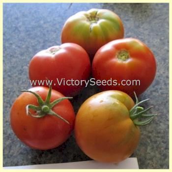Dwarf Sarah's Red Tomato
