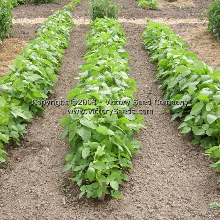Black Jet Soybean