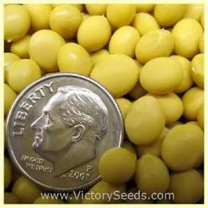 Crest Soybean