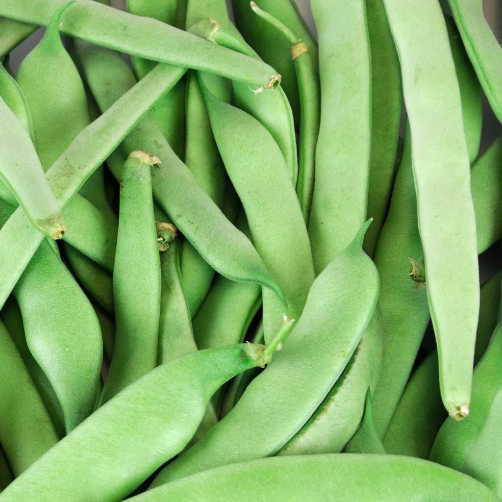Roma II Bush Green Garden Bean