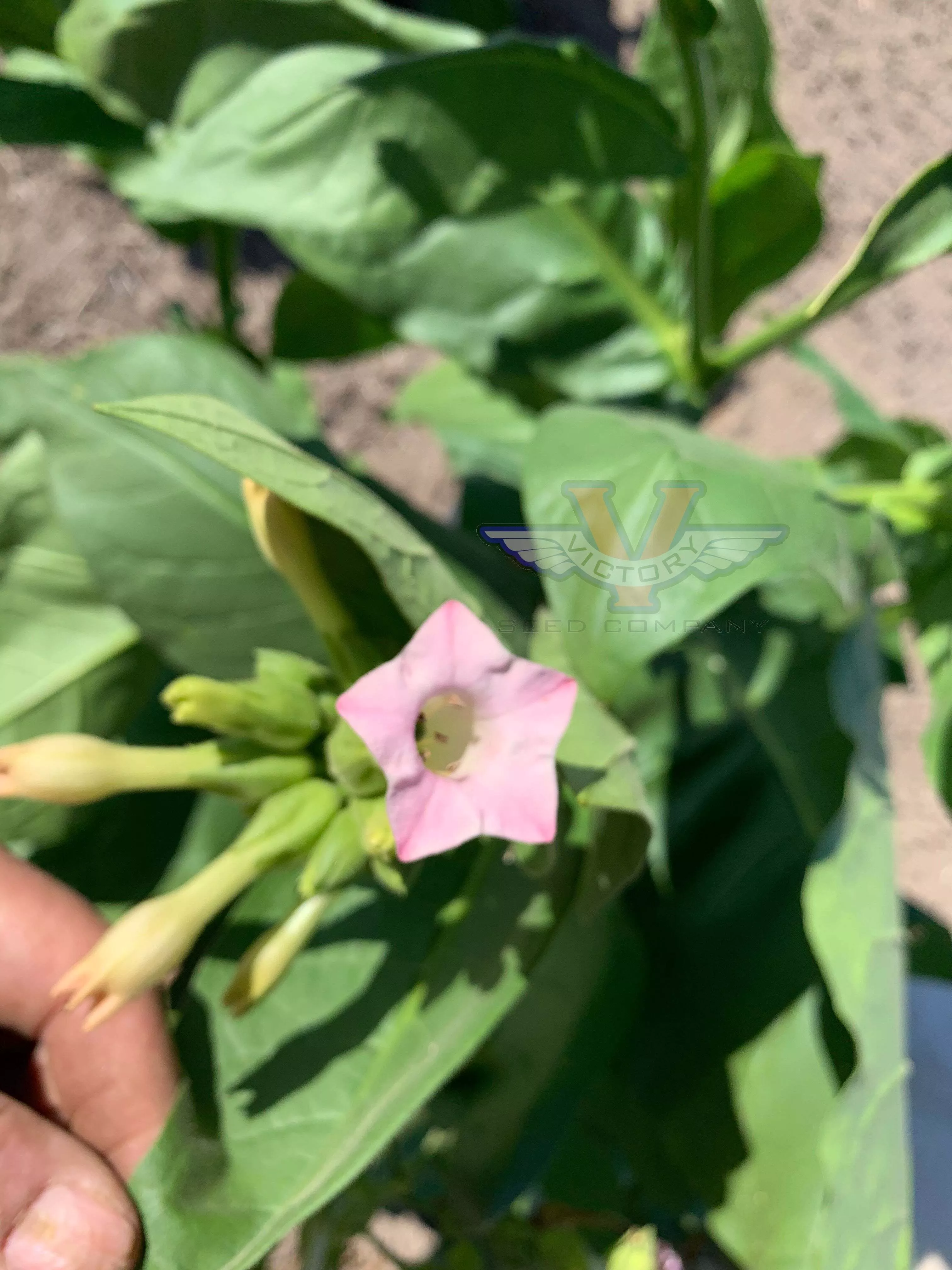Ahus Tobacco