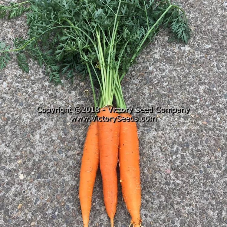 Henderson's Tendersweet Carrot