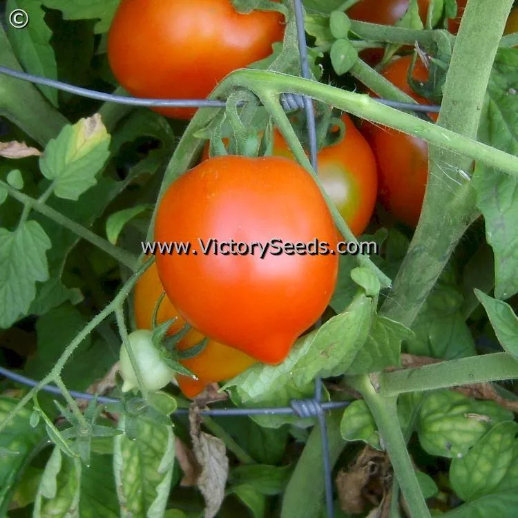 Yubileyny Tarasenko Tomato