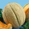 Schoon's Hardshell Melon