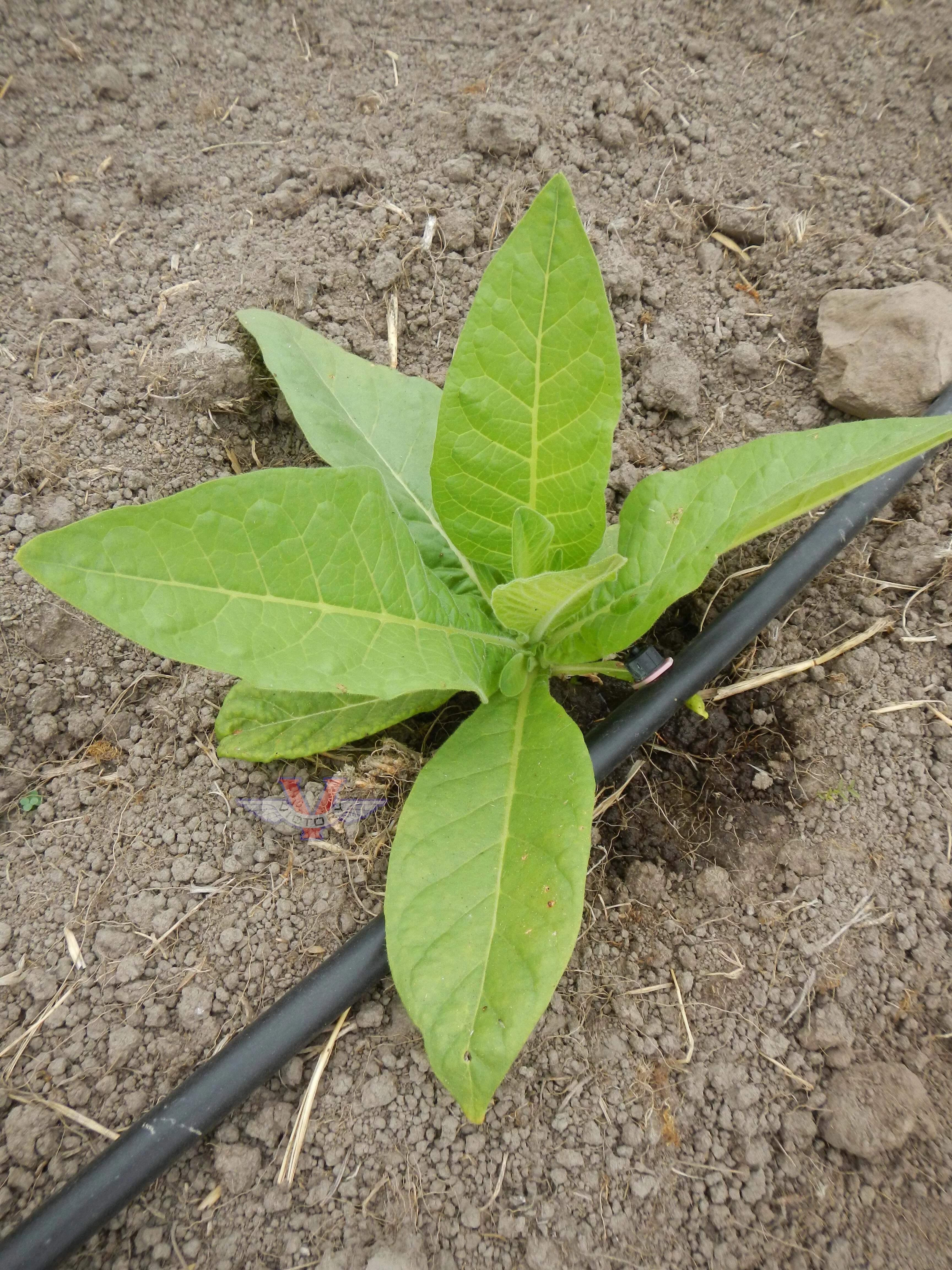 Little Hill Tobacco
