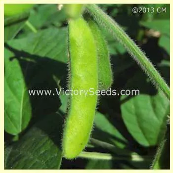Norman Soybean