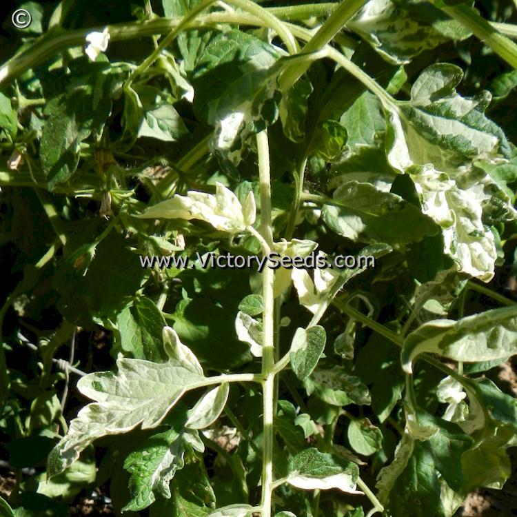 Blue's Bling Tomato