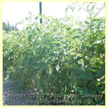 Maule's Success Tomato