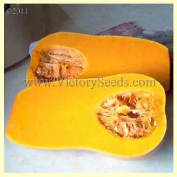 Waltham Butternut Winter Squash