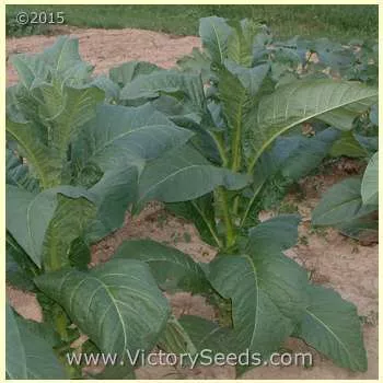 Yellow Orinoco Tobacco