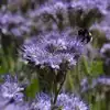 Lacy Phacelia