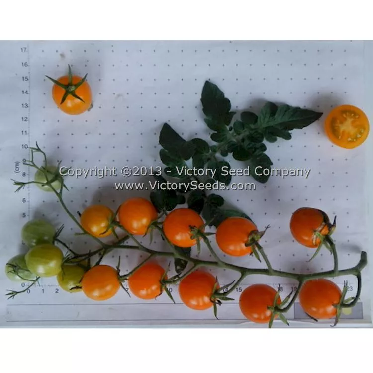 Katinka Cherry Tomato