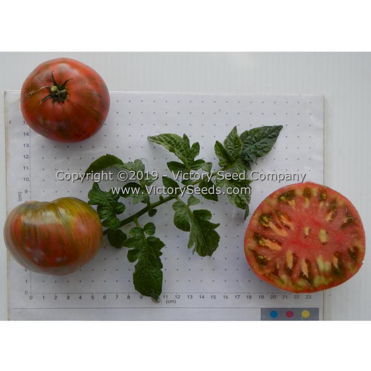 Dwarf Metallica Tomato