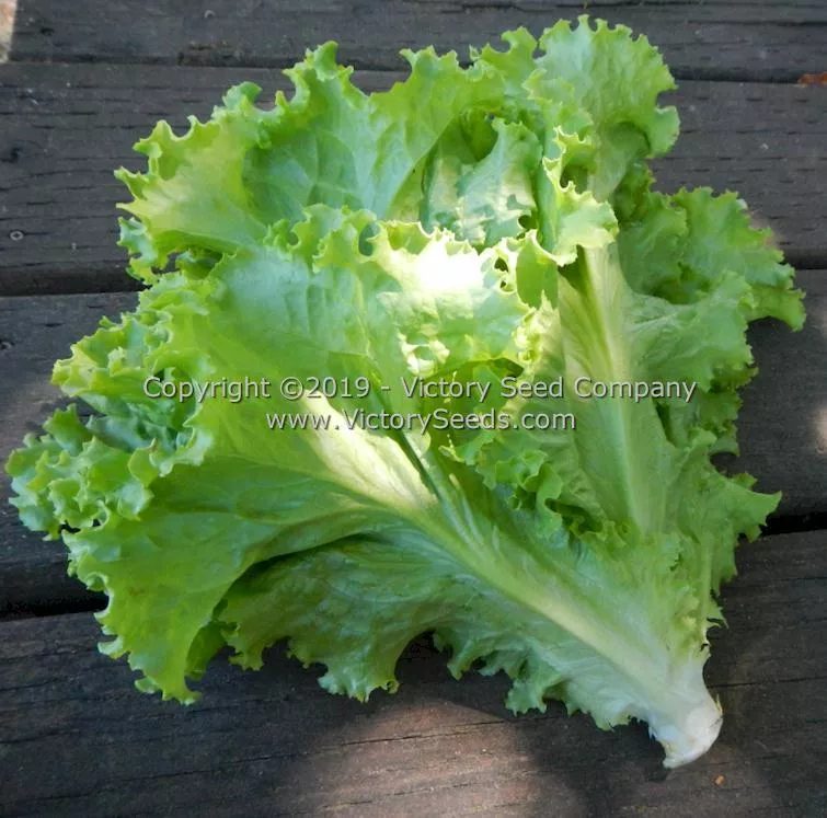 Waldmann's Green Leaf Lettuce