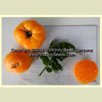 Dwarf Orange Cream Tomato