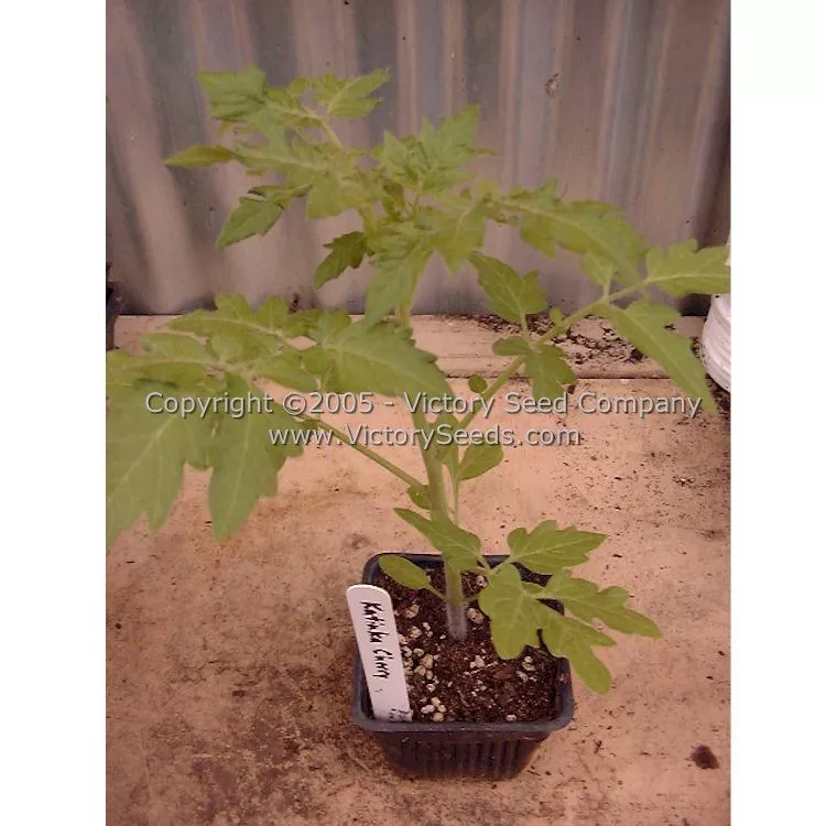 Katinka Cherry Tomato