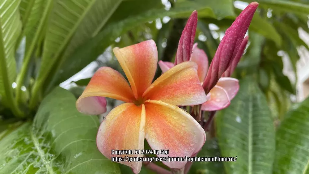 Plumeria 'Compact Mix'