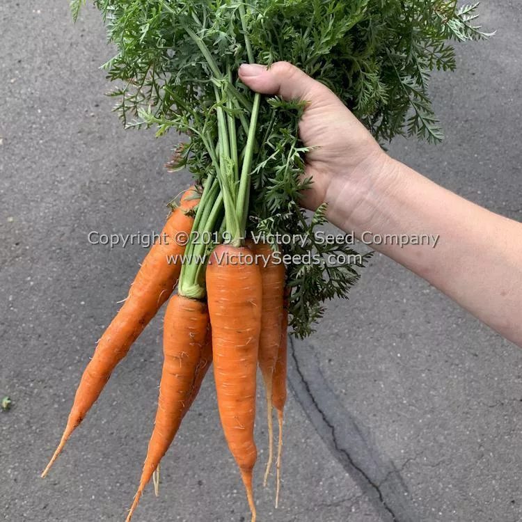 Kuroda Carrot