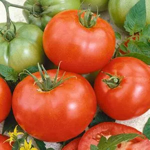Silvery Fir Tree Tomato