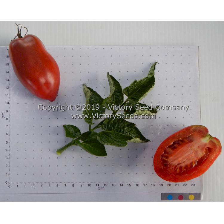 Dwarf Almandine Tomato