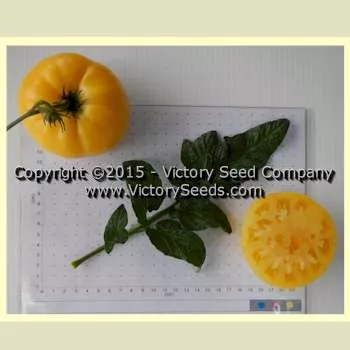 Dwarf Sweet Sue Tomato