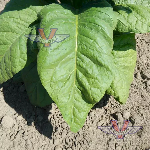 Black Mammoth Tobacco