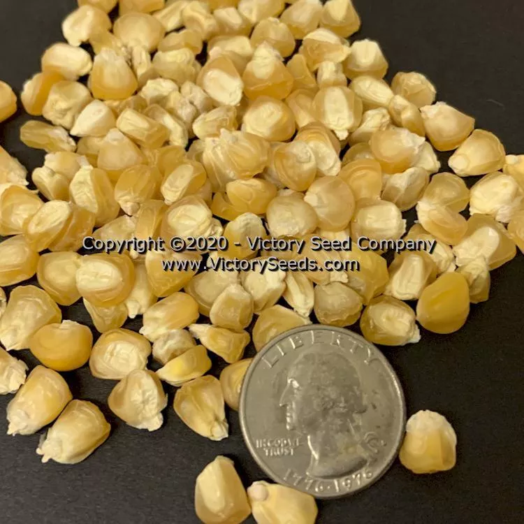 Yukon Chief Sweet Corn