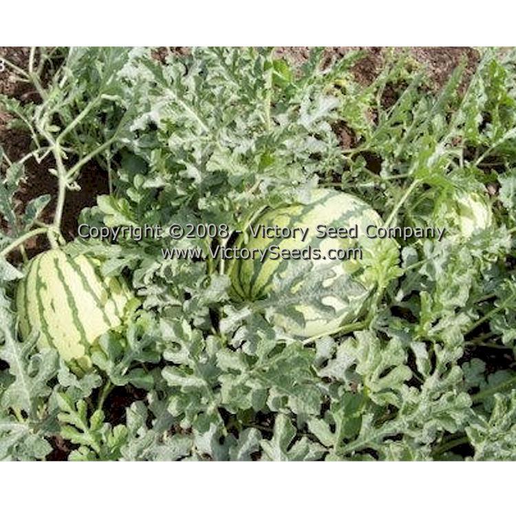 Dixie Queen Watermelon