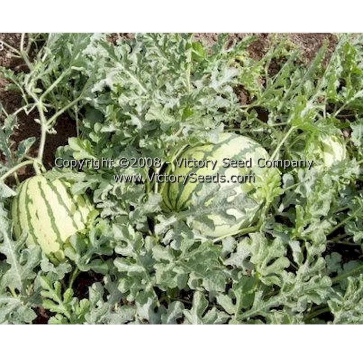 Dixie Queen Watermelon