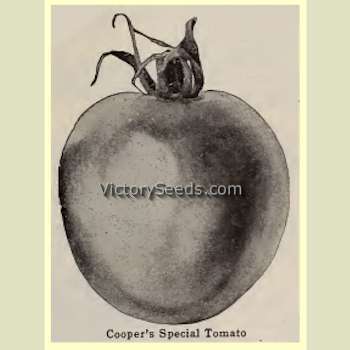 Cooper's Special Tomato