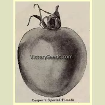 Cooper's Special Tomato