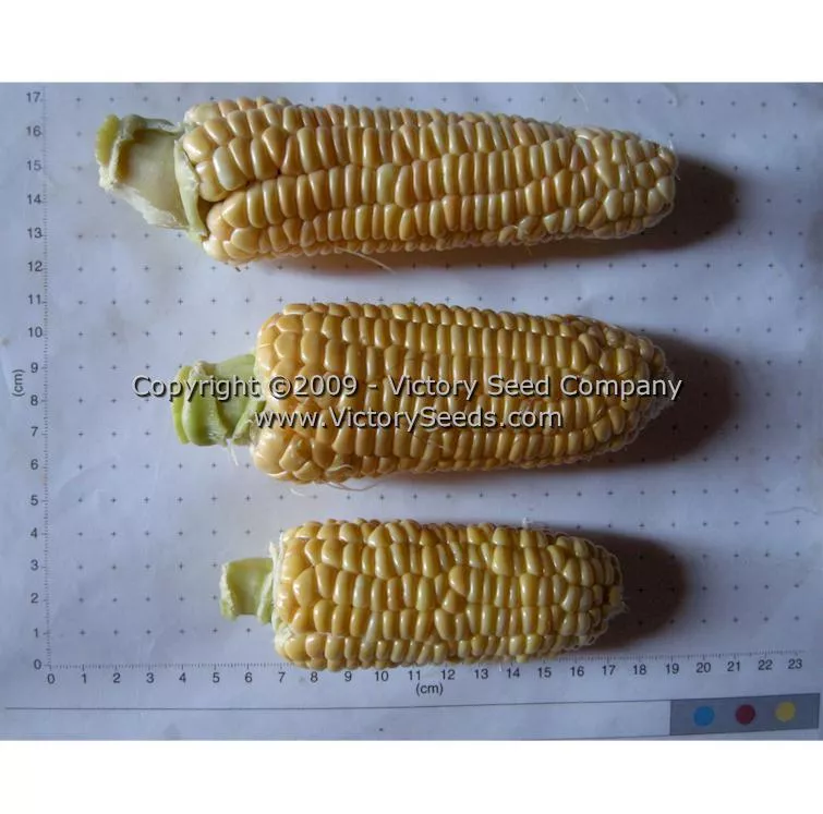 Yukon Chief Sweet Corn