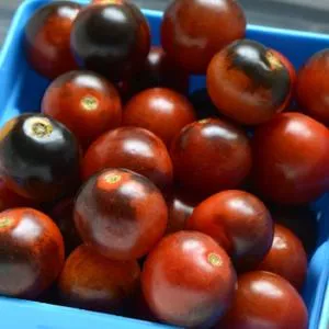Midnight Snack F1 Tomato