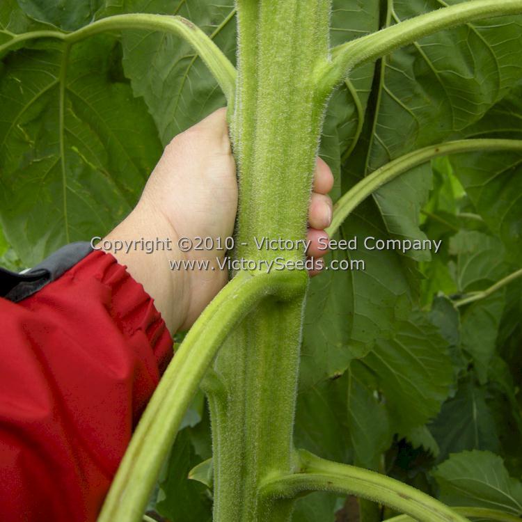 Sunflower, Giant Greystripe